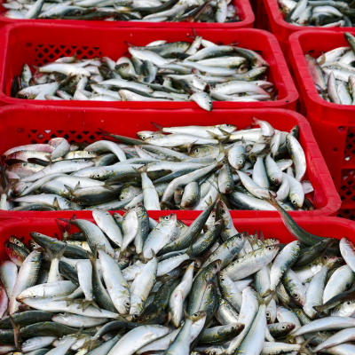 Wholesale Buyers